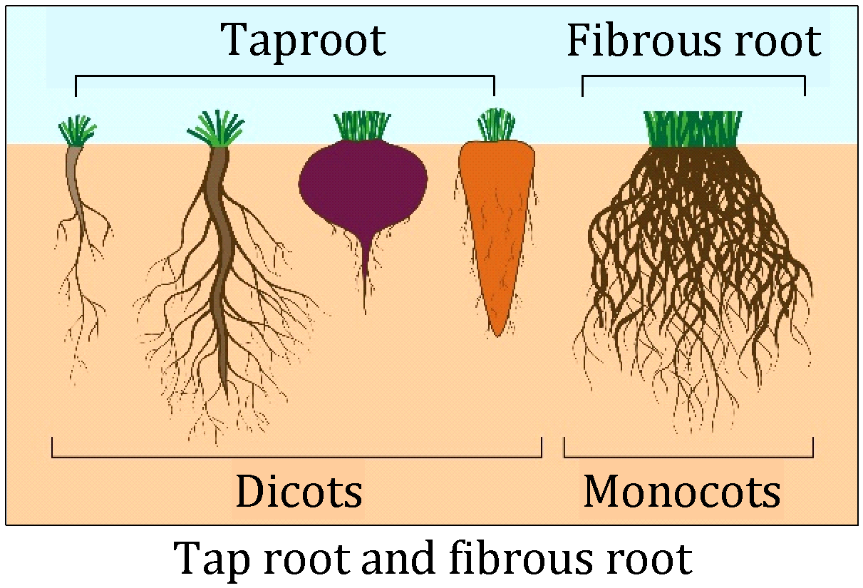 Root System Shadow Root System | Plant Anatomy | Biology