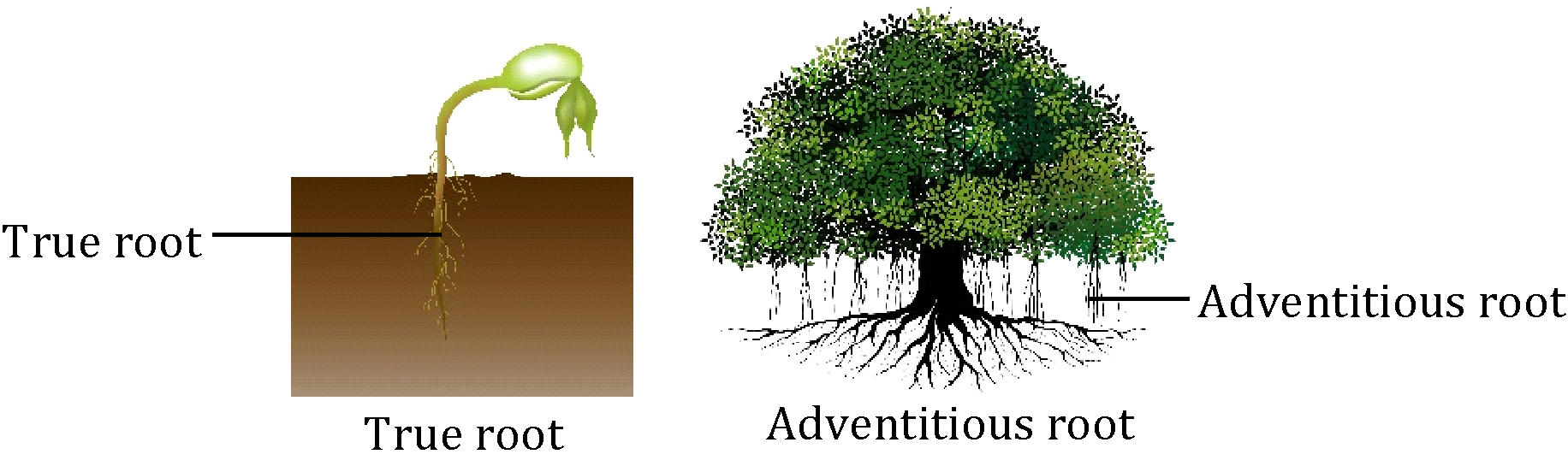 Tree Root Main Root Root System | Plant Anatomy | Biology
