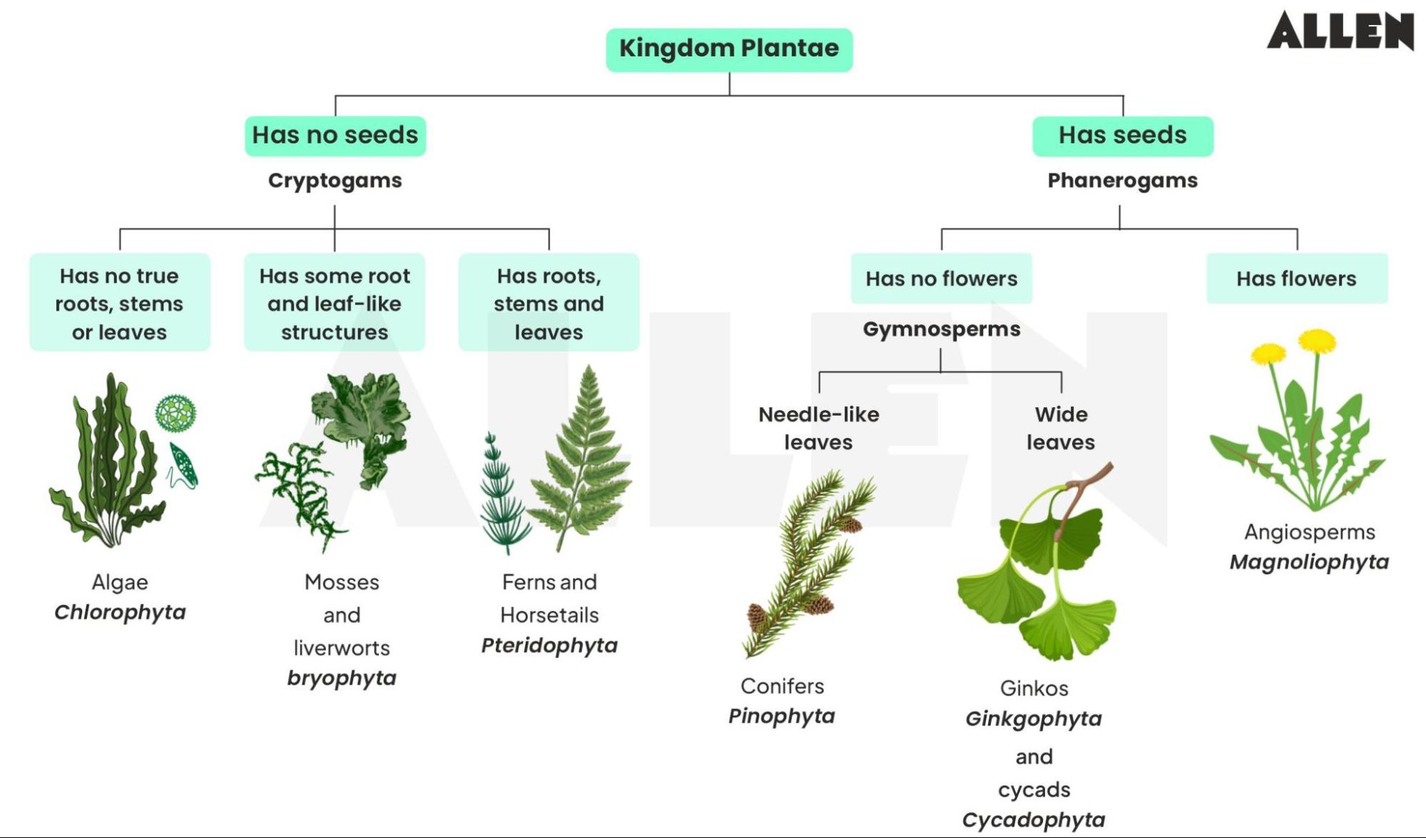 Five Kingdom Classification: Basis, Merits and Demerits and Characteristics