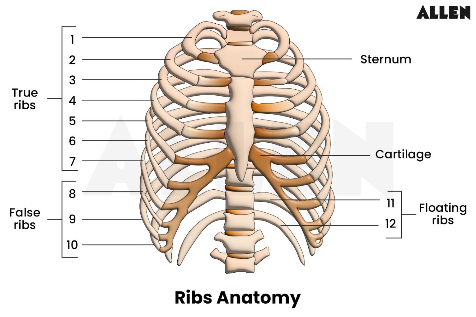 Typical And Atypical Ribs Anatomy